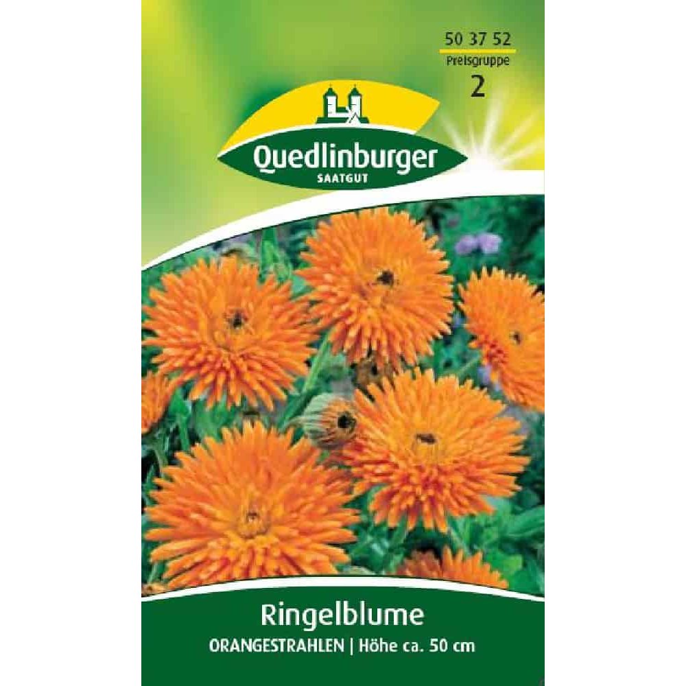 Quedlinburger Ringelblumen Orangestrahlen 