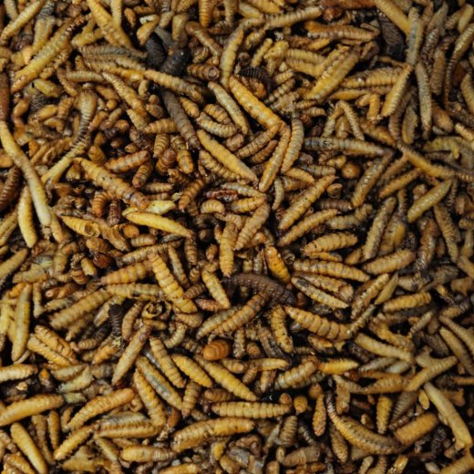 Soldatenfliegenlarven 1kg für Heim- und Nutztiere ganze getrocknete füttern wie Mehlwürmer