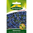 Männertreu, blau mit weißem Auge, Sommerblume, Balkonblume