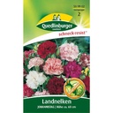 Landnelke kaufen, Johannistag, Nelken Samen, Sommerblumen