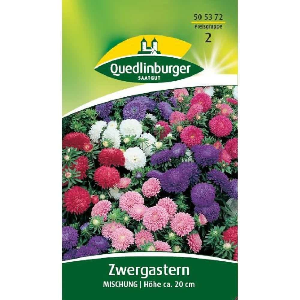 Zwergastern, Mischung, Bunte Astern für Garten & Balkon