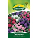 Zwergastern, Mischung, Bunte Astern für Garten & Balkon