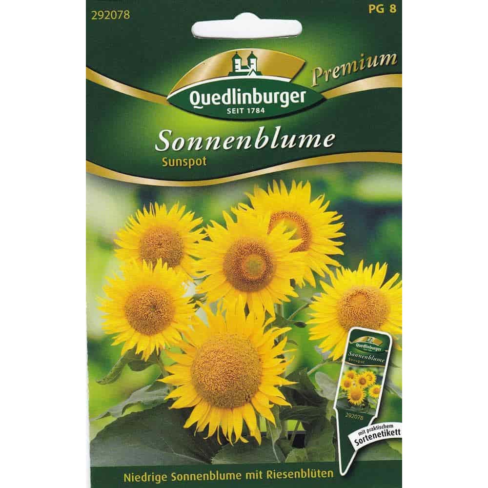 Sonnenblumen Sunspot, niedrige Sorte für Garten, Balkon & Topf