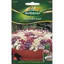 Steinkraut kaufen, Duftsteinkraut, Sommerblumen, Bienenfreundliche Pflanzen