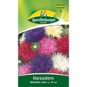 Aster Samen, Sommerastern Samen, Boni, Mischung, Schnittblumen geeignet