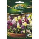 Levkojen Samen, Sommerblumen, Duftbouquet, Boni-Shop