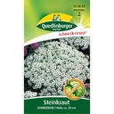 Steinkraut Schneedecke, Bodendecker, Bienenfreundlich, Duftend