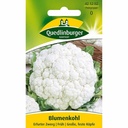 Blumenkohl säen, Erfurter Zwerg, Blumenkohl anbauen, Boni