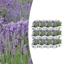 Stauden Bild