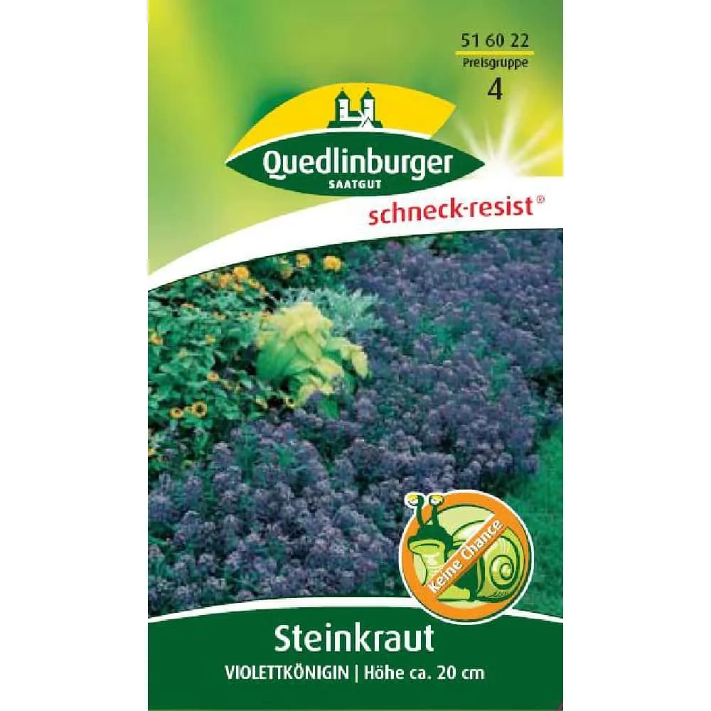 "Steinkraut Violettkönigin, lila, bienenfreundlich image"