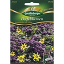 Schokoladenblume Samen, Vanilleblume, Duftblumen, Sommerblumen