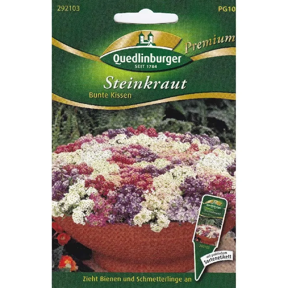"Steinkraut kaufen, Duftsteinkraut, Sommerblumen, Bienenfreundliche Pflanzen image"