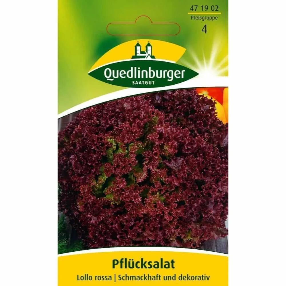 "Pflücksalat Lollo Rossa, dekorativer Salat, samenfest image"