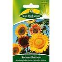 Sonnenblume, Mischung hoher Sorten